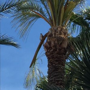 Meet your Posher, Igor